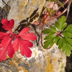 Contrasting autumnal leaf colour in Little robin (Geranium pupureum)