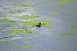 Grass Snake