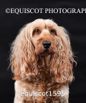 equiscot1595