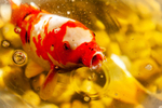 Koi_6830