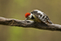 Middle-spotted Woodpecker