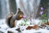 pr108 A Springtime Red in the Snow