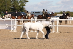 SBM_12980