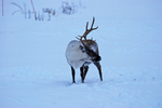 Reindeer