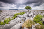 Tree and Pen-y-Ghent
