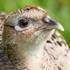20120512-_MG_0079