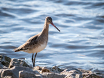 Black Tailed Godwit