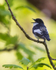 pied flyvatcher 2025 11A