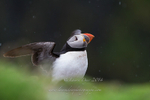 Puffin in the rain