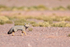 Chilla (South American Grey Fox), Atacama Desert, Chile