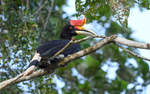 Kinabatangan river