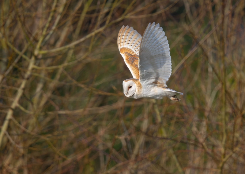 Barn Owl - Lunt Meadows nature reserve - Thornton - Liverpool