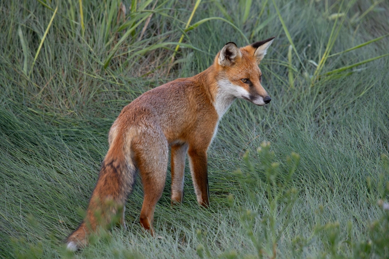 Red Fox - Dee Estuary - North Wales