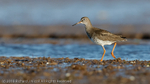 Redshank (Tringa totanus)