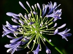 Agapanthus