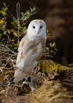 Barn Owl -3