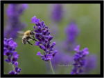 Honey Bee...