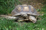 Giant African Tortoise