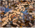 Autumn Patterns!