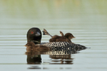 Common Loon chick waves leg, Minnesota
