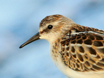 Little Stint portfolio