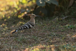 Eurasian Hoopoe, Bandhavgarh, India