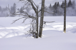 Yellowstone 2017