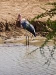 The Maribou Stork South Africa