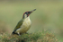 Green Woodpecker