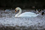 Serene Mute Swan in evening light