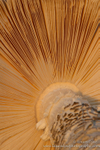 Mushroom sunset