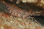 Palaemon serratus (carrying eggs)
