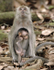 Long tail macaque family.