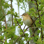 Sedge Warbler