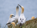 Gannets