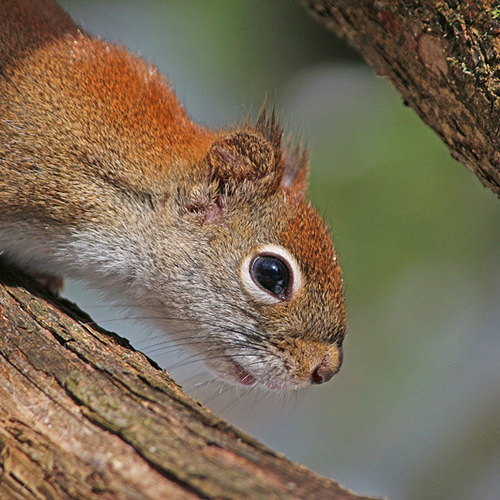 A red squirrel is captured in an investigative posture.