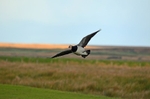 Barnacle Goose