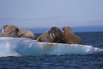 Walrus 9248
