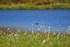 Red-throated Diver