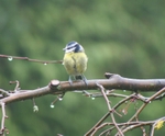 07 Bluetit