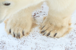 Polar Bear front paws close-up, Churchill, Canada