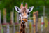 Giraffe - DSC_4458