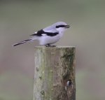 Northern Grey Shrike