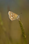 Common Blue