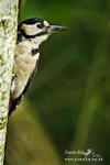 Gt Spotted Woodpecker 110614 54