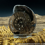 Cut & Polished Whitby Ammonite 049