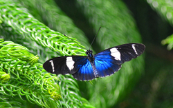 Butterfly Gallery portfolio