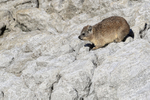 Dassie, Betty's Bay, South Africa