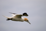 Gannet