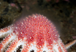 Crossaster papposus spawning